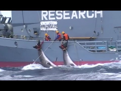 Vídeo: Às Vezes A Caça às Baleias Está Bem? Rede Matador