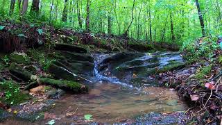 Mini Waterfall Deep in the Forest for Gentle Nature Sounds