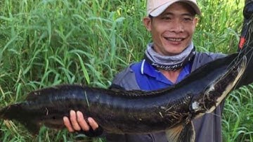 Lure cá Lóc Bông Rừng U Minh Thượng lên cá 6kg lóc Bông Đen Thui (tập 4)