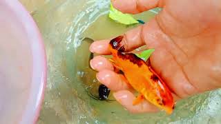 Catch Unique Little Frogs | Catching And Finding A Lot Of Beautiful Baby Koi Fish, Angel Fish#135