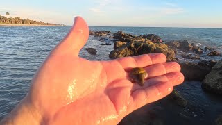 Finding My First Megalodon Tooth! VENICE FLORIDA