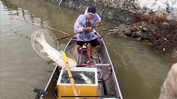 44fet kéo cáp thực tế bắt cá trắm siêu khủng. Kích cá mùa nước lũ.0985802199