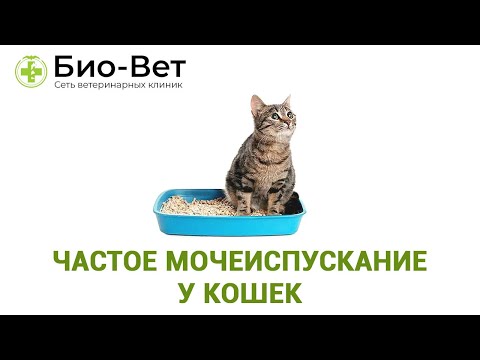 Частое мочеиспускание у кошек. Ветеринарная клиника Био-Вет.