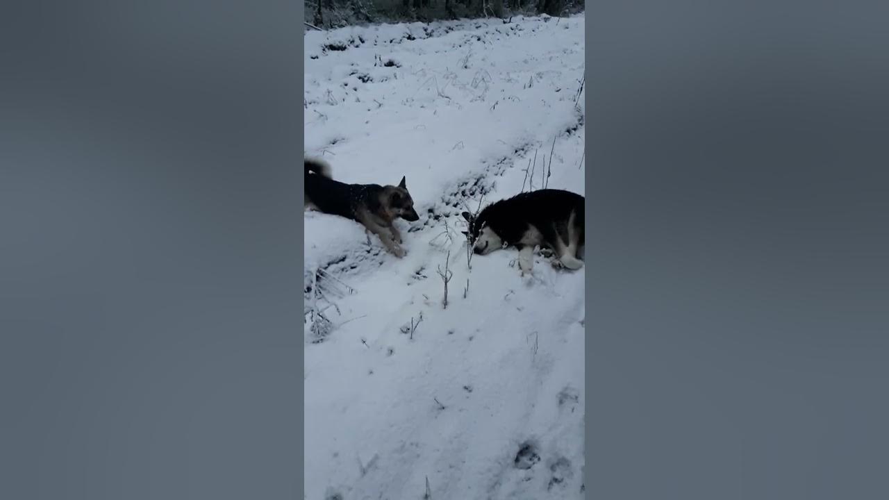 Лайка первый космонавт. Лайки волкособы александра зубова. Что случилось с лайкой. Что случилось с лайкой в космосе. Что случилось с лайкой.