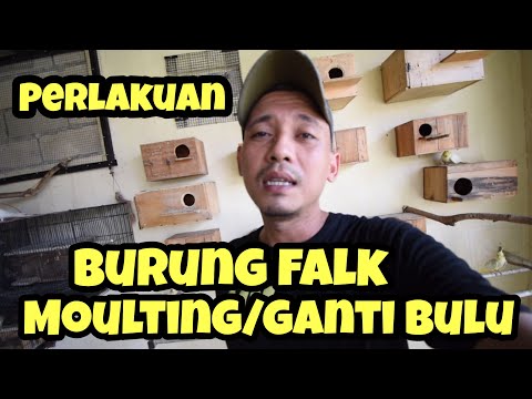 Video: Bagaimana Anda tahu kapan burung Anda berganti bulu?