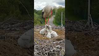 З черв'яків на вужів🐣🐍