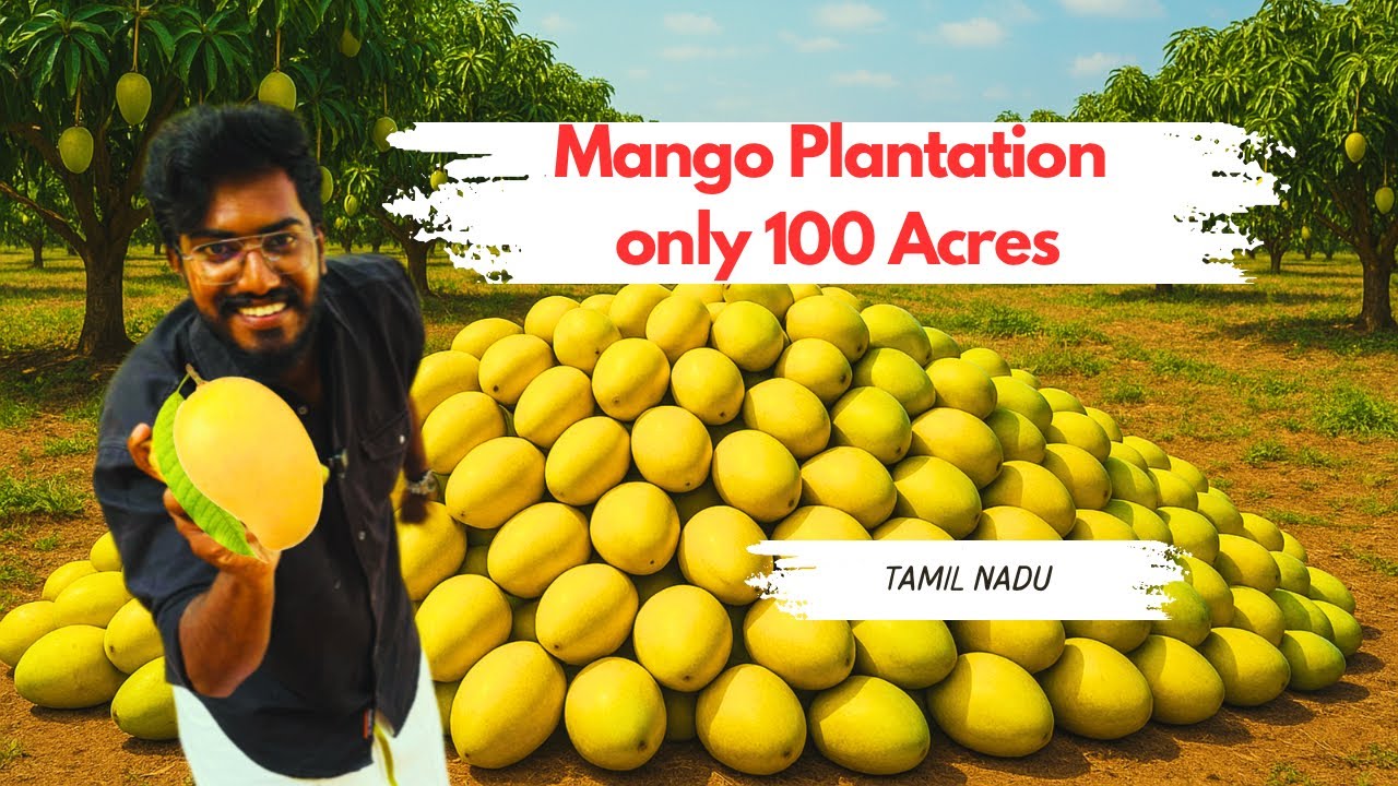 South India’s 🇮🇳 Largest Alphonso Mango 🥭Plantation | Agrotill | Rent A Tree 🌳 #farming