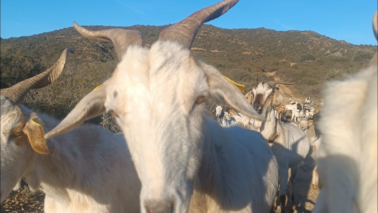 Disfrutando del sol con las cabras, Candelaria solo quiere estar conmigo ❤️🐐