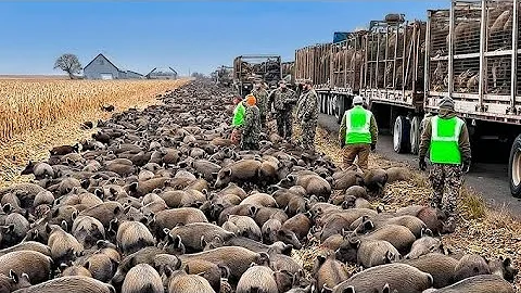 Texas Farmers Found a GENIUS Way to Stop 1000s of Rampaging Wild Boars And It's UNBELIEVABLE!