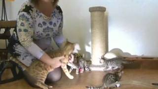 Бенгальские кошки Бенгальские кошки