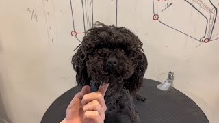 How To Groom A Very Matted Poodle Puppy | Puppy Grooming | Dog Grooming by Puppy Groomy 230 views 10 months ago 1 minute, 31 seconds