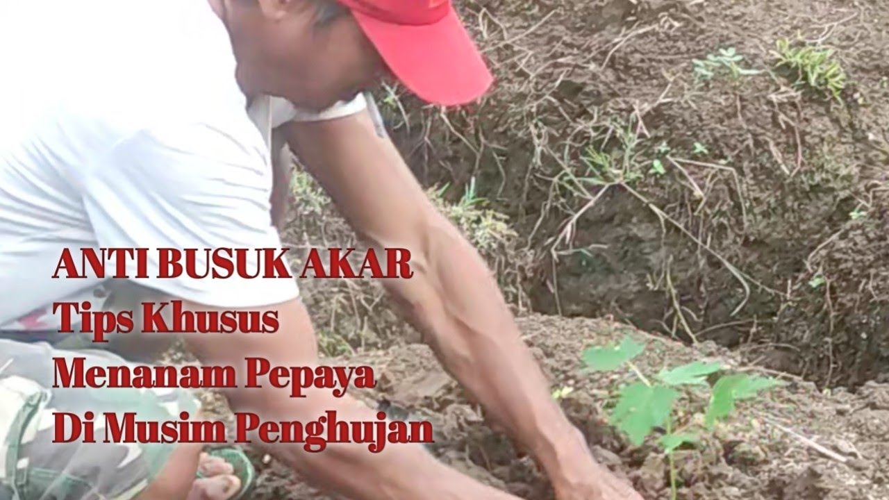 ANTI BUSUK AKAR. TIPS KHUSUS MENANAM PEPAYA DI MUSIM PENGHUJAN
