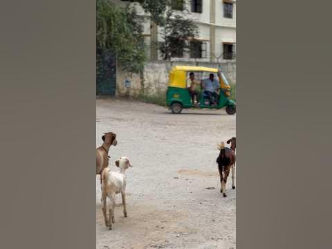 Весёлая компания 😁 #индия #india #животные - YouTube