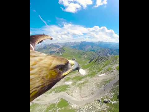 حلق كالنسر مع هذه اللقطات الرائعة لنسر ذهبي يحلق فوق قمة نيبيلهورن في ألمانيا