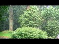 Hurricane irene takes down large portion of a tree in massachusetts