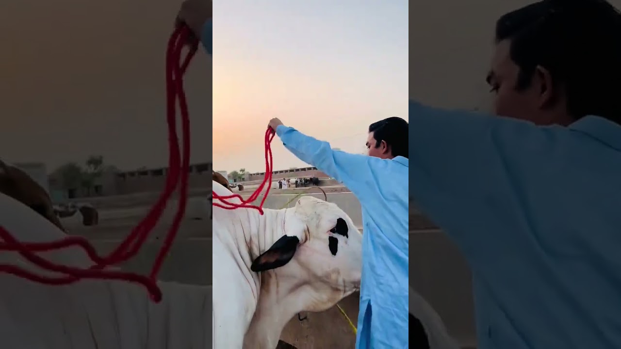 Mashallah Coming Soon Inshallah Qurbani Janwar 2027 ♥🥀 #cow #trustonallah #qurbanvlogs