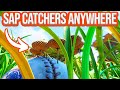 Grounded best sap catcher locations