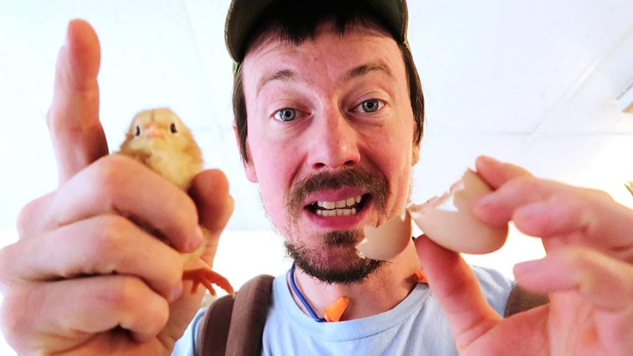Just HATCHED CHICKS The Miracle YouTube