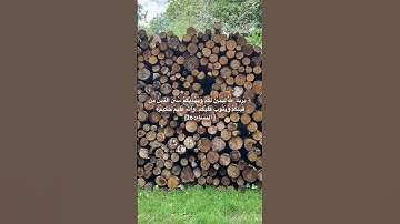 هدوء الطبيعة | سورة النساء