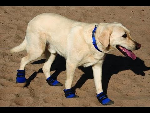 वीडियो: कुत्तों के लिए जूते