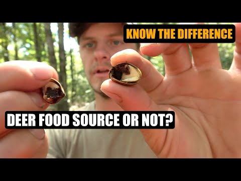 Video: Oaks poob acorns txhua xyoo?