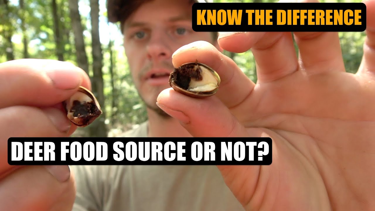 Early Season ACORNS - Good or Worthless?