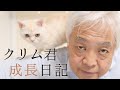 永遠の子猫「クリム」 ~クリムの成長日記