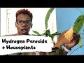 3 Benefits of Hydrogen Peroxide on Houseplants | Mix Ratio + Treatment | Asiyah's Plant Life