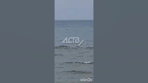 Плавники акул заметили в Таранае