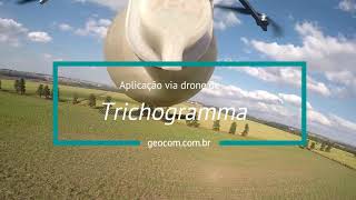 Aplicação de Trichogramma via drone