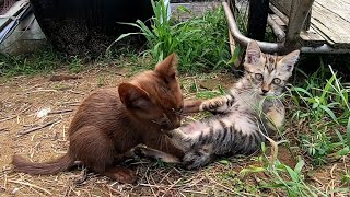 ヨチヨチ歩きの子猫達がカワイイ