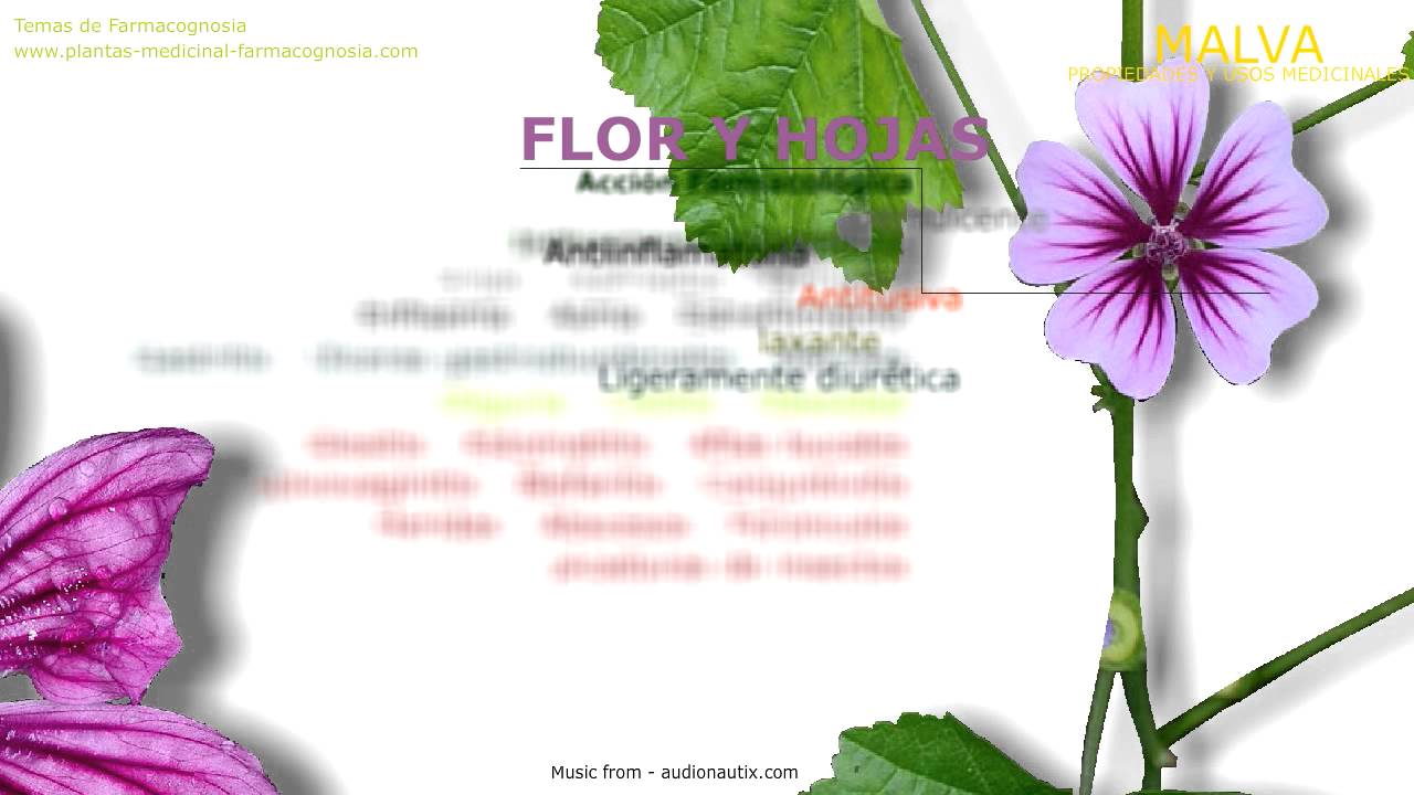 Planta Malva Y Sus Beneficios Tusplantasmedicinales Com