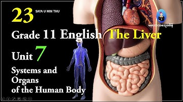 23 Grade 11 English Unit 7 Systems and Organs of the Human Body, The Liver