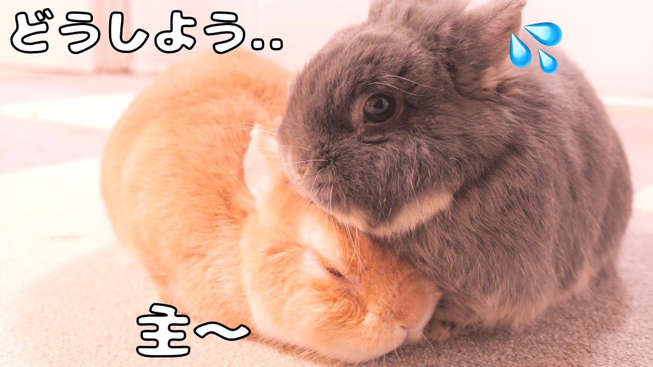 飼い主とミミを間違えて甘えてしまい、そのまま引き返せなくなったムギが可愛すぎました【No.1800】