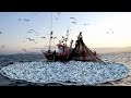 Trawl Net Fishing Catch Hundreds Tons Herring With Big Net - Fishing Net Video