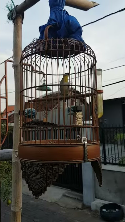 Auriventer ngalas nembak long gun 'gambitz'