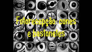 FOTORRECEPÇÃO: CONES E BASTONETES