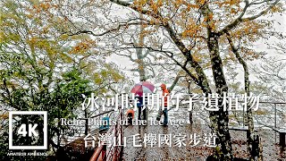 Taiwan Walk 太平山台灣山毛櫸國家步道全記錄 Taipingshan National Taiwan Beech Trail | Asmr Amateur Ambience Flaneur