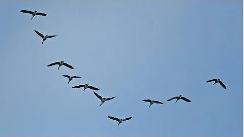 ¿Cómo se llama la formación en V de las aves?