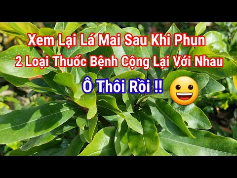 Xem Lại Lá Mai Sau Khi Phun 2 Loại Thuốc Trị Bệnh Như Thế Nào Rồi.