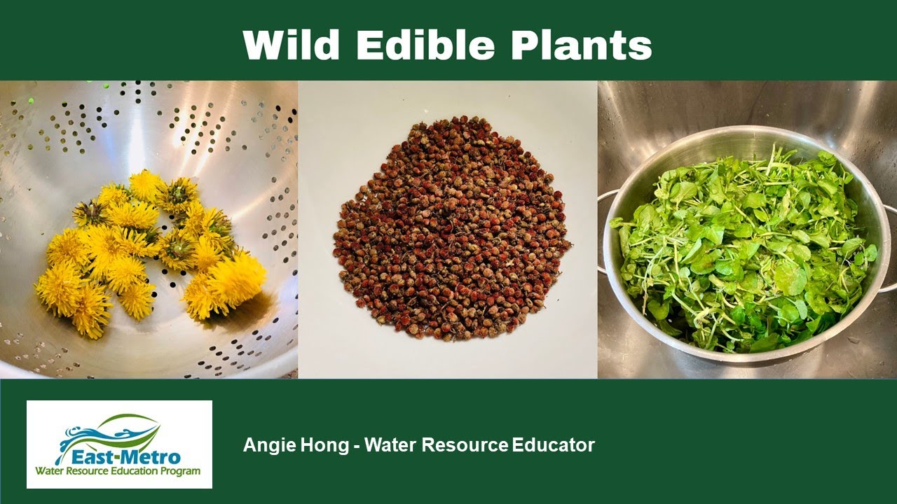 Wild edible plants of Minnesota - YouTube