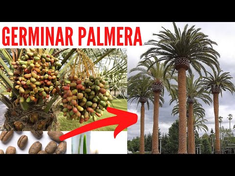 Vídeo: Com propagar una palmera Pindo: una guia per fer germinar llavors de palmera Pindo