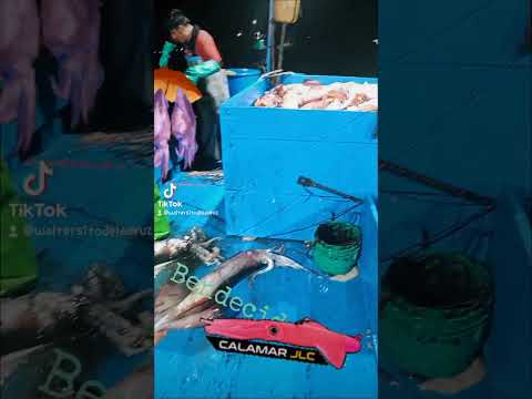 pesca de pota