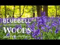 Bluebell Woods England ASMR