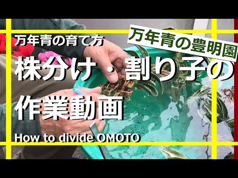 How to Grow Evergreens] Dividing and Splitting Rohdea Japonica