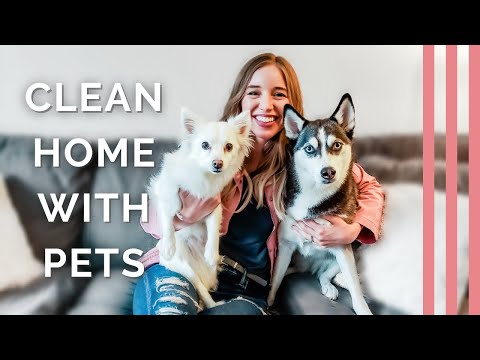 Video: How To Get Rid Of Pet Hair From Your Home