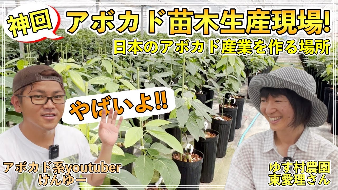 【神回】アボカド産業を作る「ゆす村農園」さんへ！苗木が届いたあとの管理についてシェアします！【鹿児島県 ゆす村農園代表 東愛理さん】