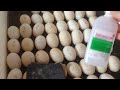 Отличие яиц мускусной утки от пекинской /  нюансы инкубации /04.2018