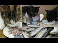 【猫の親子】釣りたての新鮮なアジを猫達にプレゼントしました！　cat family