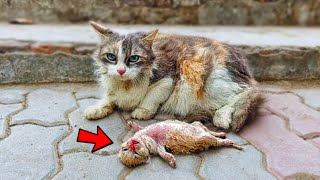 Crying Mother Cat TERRIFIED of Losing her LIFELESS Kitten